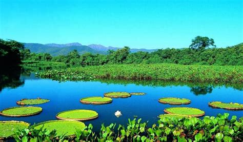Vegetação Do Bioma Pantanal - Conheça os principais biomas brasileiros | Pensamento Verde