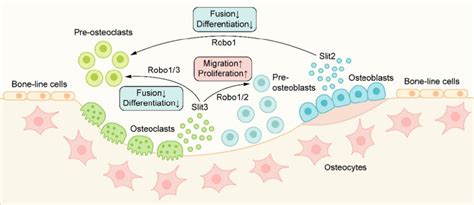 The Role Of Slit Robo Signaling In Metabolic Bone Coupling Slit