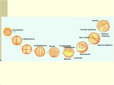 Linea Del Tiempo Del Desarrollo Embrionario Actualizado Enero 2025