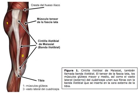 S Ndrome De La Banda Iliotibial S Ntomas Causas Y Tratamientos De