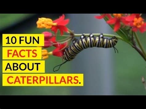 Fun Facts About Caterpillars Youtube