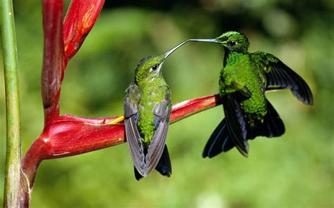 Wallpaper Birds Animals Nature Green Wildlife Hummingbirds Beak