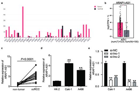 ARAP1 AS1 Plays The Key Role In CcRCC A The Expression Of ARAP1 AS1