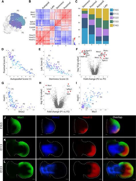 A Single Cell Census Of Mouse Limb Development Identifies Complex