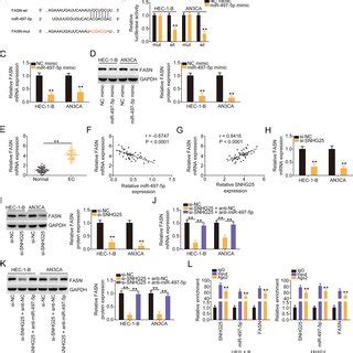 SNHG25 Interference Hampered The Biological Characteristics Of EC