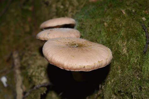 Armillaria Mellea Pointes Photo Gratuite Sur Pixabay