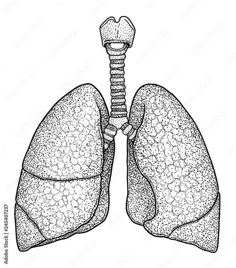 Aggregate more than 133 lungs easy drawing best - seven.edu.vn