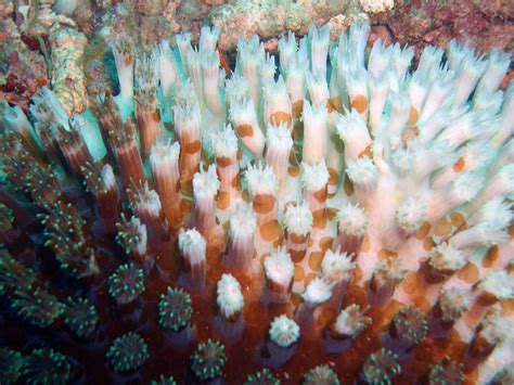 Israeli Researchers Discover Coral Reefs Deep In The Mediterranean ...