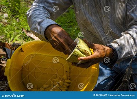 Cocoa Beans and Cocoa Fruits. Stock Image - Image of natural, leaves ...