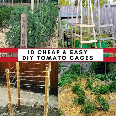 Want To Make Your Own Tomato Cages Tomato Plants Support Tomato Cages Tomato Cage Diy