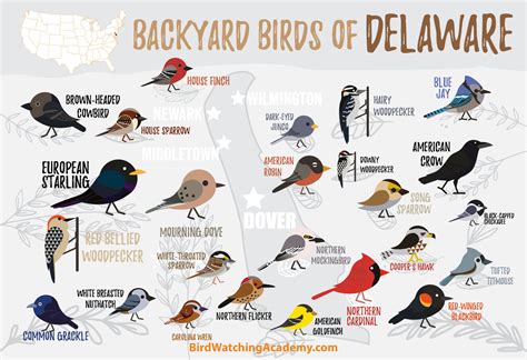 Delaware Birds List Top 32 Backyard Birds In Virginia Free Id