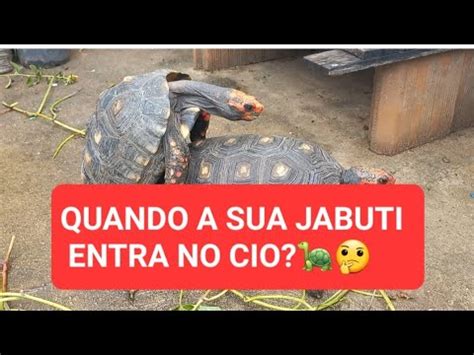 Qual A Poca Que A Jabuti Est No Cio Veja O V Deo Youtube