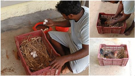 Naati koli egg setup for hatching ನಟ ಕಳ ಕವಗ ಹಕವ ವಧನ