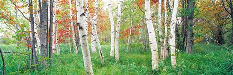 Birch Trees In A Forest Acadia Photograph By Panoramic Images Fine