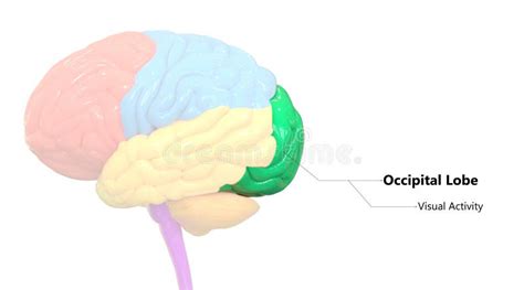 Lobe Occipital Illustration Stock Illustration Du Biologie 33785875