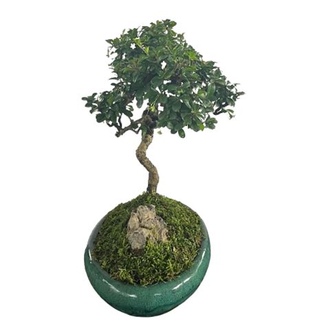 Carmona Retusa Fukien Tea Bonsai In Design Pot 05m Im Garden Mart