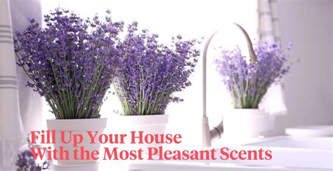 Fragrant Indoor Plants To Make Your Home Smell Good