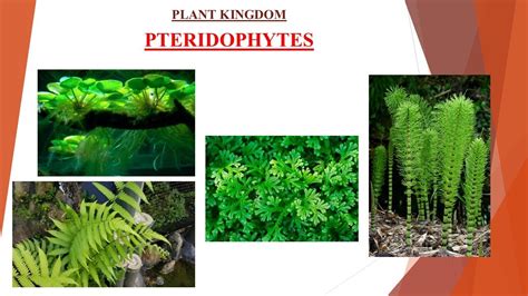 Pteridophytes I Plant Kingdom I Chapter 3 I Class 11 I Class 11 I Part