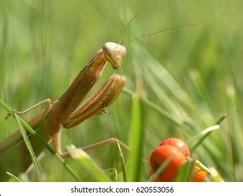 545 Praying Mantis Attack Images, Stock Photos & Vectors | Shutterstock