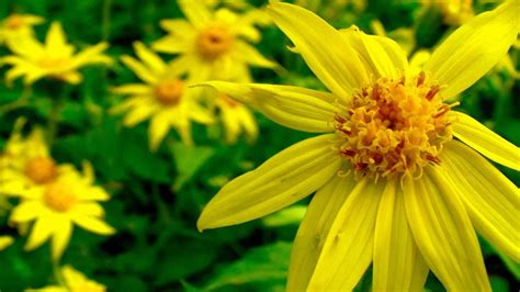 Arnica Uses and Plant Profile