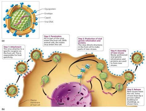 A Virus Can Replicate Make Copies Of Itself Only When Its Genetic Material Is Inside A Host