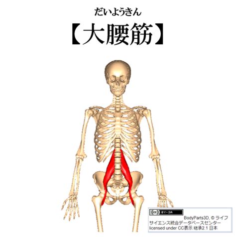 【大腰筋（だいようきん）】 今浪勉の「わかりやすい」機能解剖学！イマナミー・解剖学！