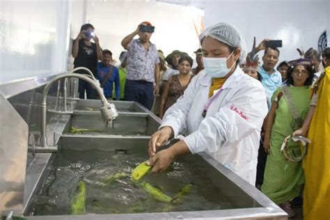 Comunidades Se Benefician Con Producci N De Pl Tanos Y Peces