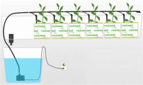 Drip Irrigation In Hydroponics A Beginners Guide