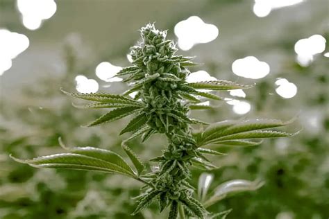 How To Make Buds Bigger During Flowering 3 Steps To Grow Larger Buds