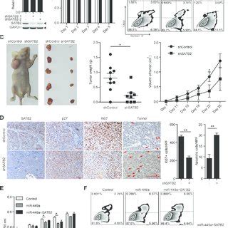 SATB2 Knockdown Inhibits CRC Cell Growth In Vitro And In Vivo A