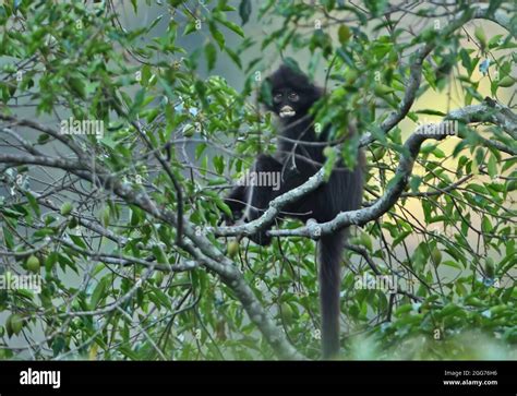 Presbytis Femoralis Robinsoni Hi Res Stock Photography And Images Alamy