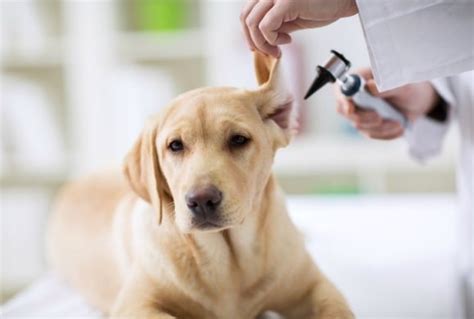 6 Common Ear Problems In Dogs Petmd