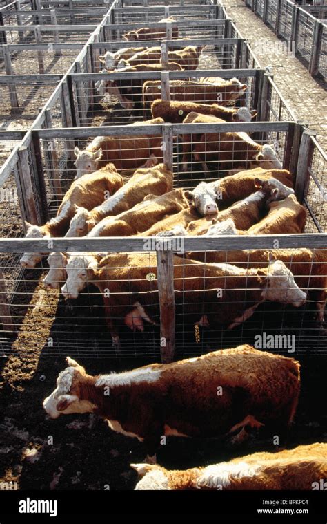 Cattle Feedlot America High Resolution Stock Photography And Images Alamy