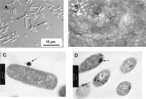 Microscopic Analysis Of S Oneidensis Mr Cells Grown In Lb Medium