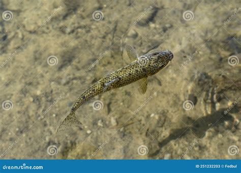 Gudgeon Fish in Clear Fresh Water. Gobio in Natural Habitat Stock Image ...