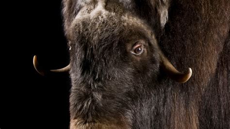 Musk Ox National Geographic