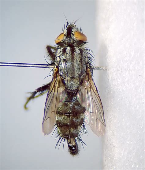 Sarcophaga Nigriventris Pinned Male Kenfig Dunes Glamor Flickr