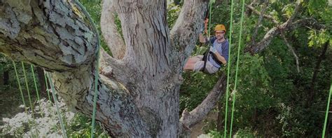 About Tree Climbing | Vertical Voyages