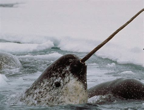 Inuit and Scientists Are Bringing Narwhals and the Melting Arctic Into ...