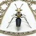 Steampunk Mechanical Mecha Insect Ant Metal Bug Sculpture Handmade