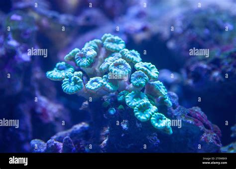 Partly Sandy Substrate Hi Res Stock Photography And Images Alamy