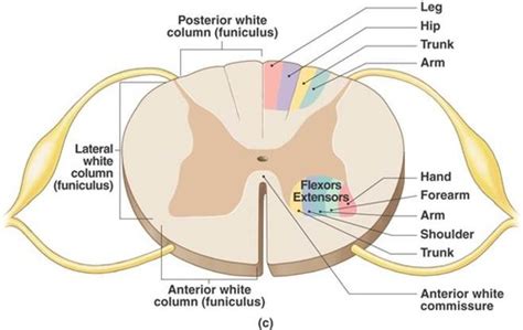 Brain Quiz Ch Objective And Flashcards Quizlet