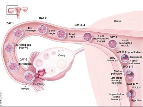 Bgda Practical 3 Week 1 Summary Embryology