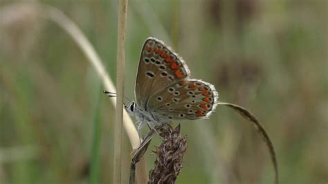 Herken Het Bruin Blauwtje Aricia Agestis YouTube