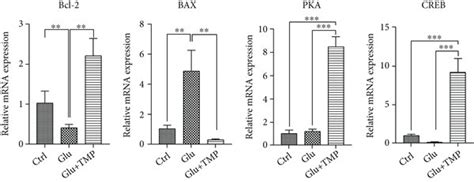 The Rt Pcr For The Transcription Level Of Bcl 2 Bax And Pka In The