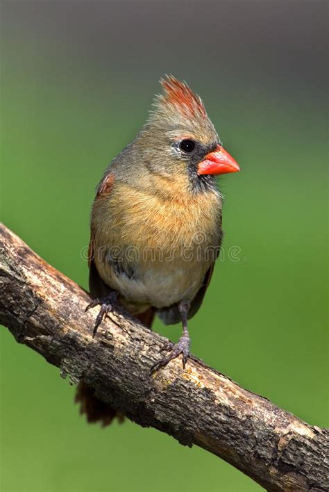 Cardeal Do Norte Cardinalis De Cardinalis Foto De Stock Imagem De