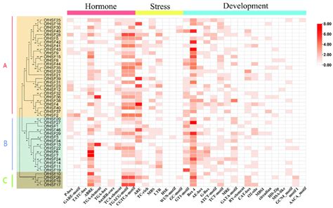 The Cis Regulatory Elements In The Promoter Regions Of Ofhsfs The Red