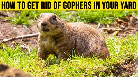 How To Get Rid Of Gophers In Your Yard Ways To Get Rid Of Gophers