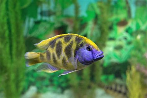 Venustus Cichlid Care: Size, Tank Mates, Setup & More