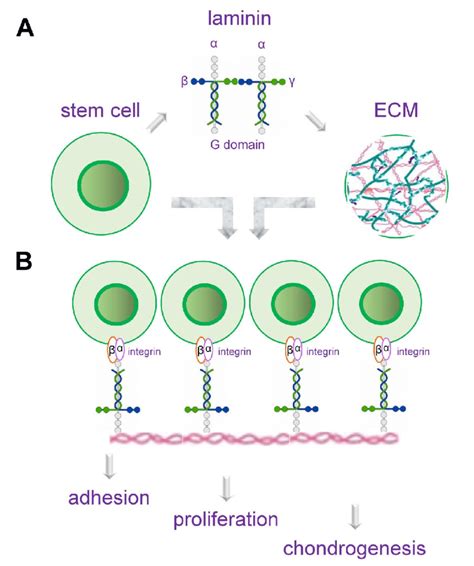 The Expression And Function Of Laminin During Cartilaginous Tissue